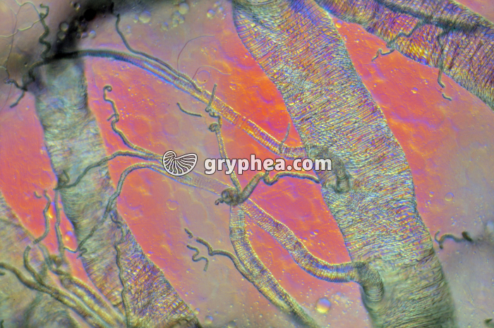 Trachées et trachéoles d'insecte x100 - gryphea.com